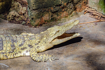 crocodile on the ground