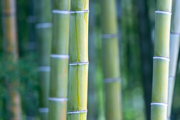 Fototapeta na wymiar Japanese bamboo in a park.
