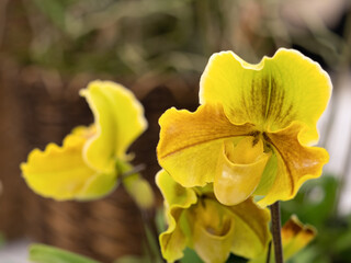 洋ラン　パフィオペディラム