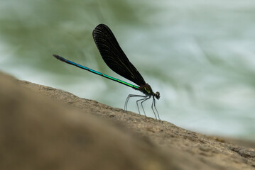 Dragon fly is resting on the rock.