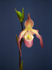 洋ラン　パフィオペディラム