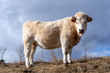 cows in the snow mountains