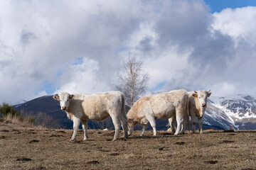 cows in the snow mountains