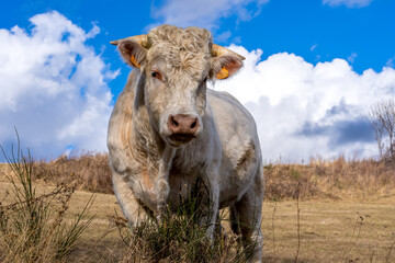 Fototapeta premium cows in the snow mountains