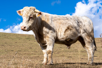 cows in the snow mountains