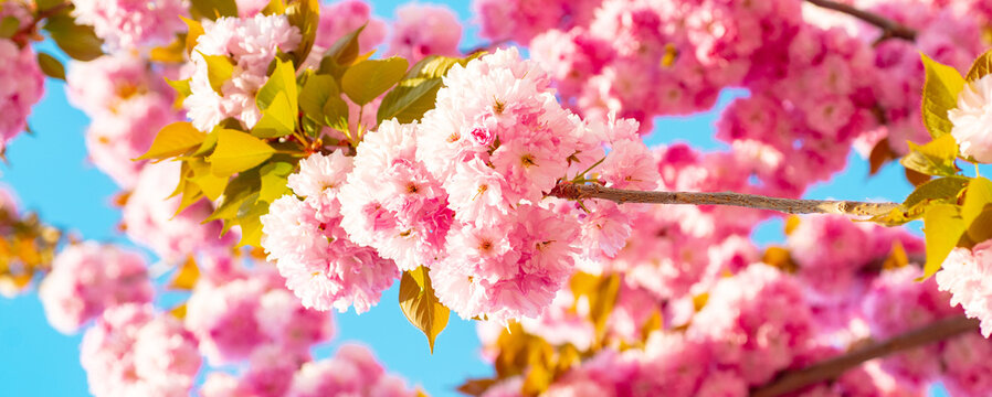 Spring banner, blossom background. Sakura spring flowers pattern. Cherry Blossoms Trees.