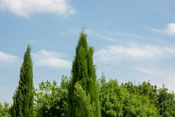 thuja trees against the blue sky.