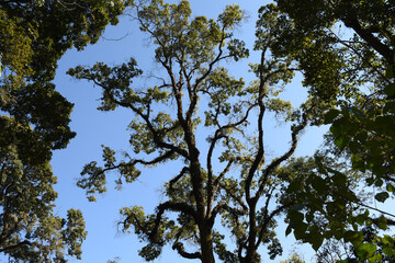 Beautiful trees with black trunk and blue sky
