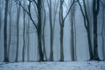 Beech forest in Crimean mountains, Russia. January, snow, fog 