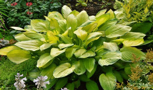  Hosta with green and yellow leaves variety Gold Standart in the garden in summer closeup.