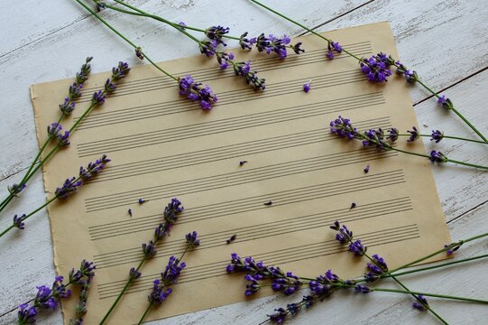  Blank sheet music  with lavender flowers on white wooden background closeup. Happy Birthday, Valentine's day, wedding, Mother's Day invitation greeting card concept.