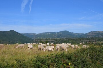 Fototapeta na wymiar Paysage de montagne en Auvergne avec un troupeau de mouton dans un pré