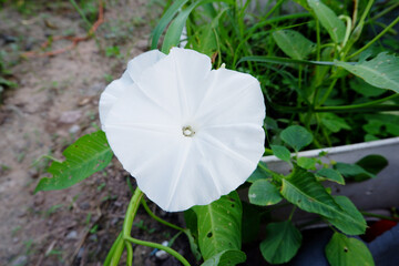White Chinese cabbage on the tree.