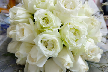 White rose or rose background.