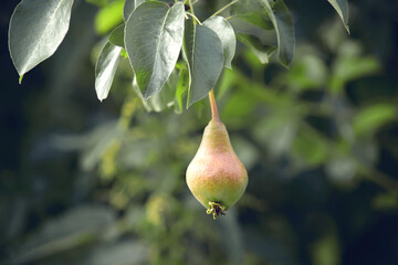 On a branch, among the foliage, one lonely green pear hangs and ripens.