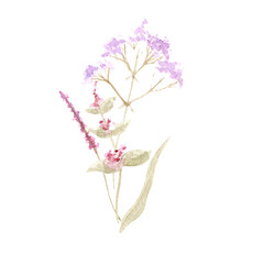 Delicate bouquet of wild flowers. Watercolor illustration for background.