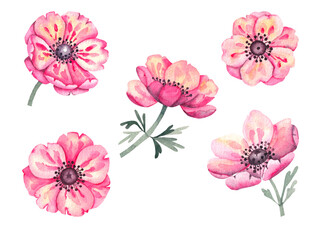 Watercolor set of anemone flowers