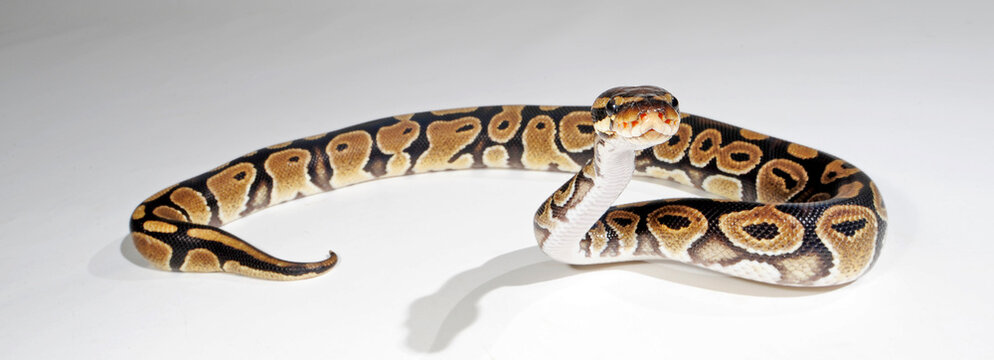 Ball python, Royal Python // K&ouml;nigspython (Python regius)