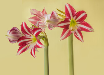 Flower striped Hippeastrum (amarillis) white and red-violet  Trumpet  group 