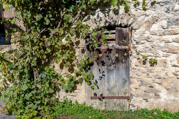 Vieille porte d'une grange en bois recouverte d'une ancienne vigne verte

