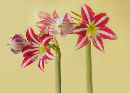 Flower striped Hippeastrum (amarillis) white and red-violet  Trumpet  group "Santiago" on a gold background .