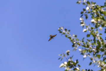 Flight of European bee-eater (Merops apiaster) in blue sky