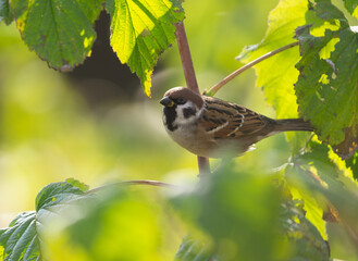 Little bird sitting on branch of tree. Tree sparrow