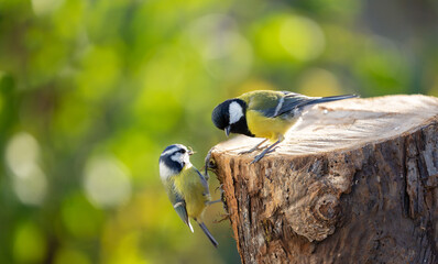 Two little birds sitting on the tree stump on green background. Great Tit and  and blue tit