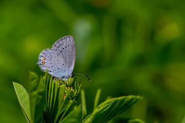 tiny butterfly on green leaf on green background,Cupido alcetas