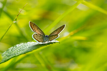 tiny butterfly on green leaf on green background