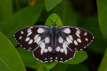 big butterfly with black and white colors,Melanargia galathea