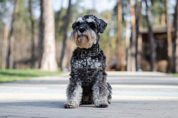 Cute black miniature schnauzer dog with silver color in spring park or forest
