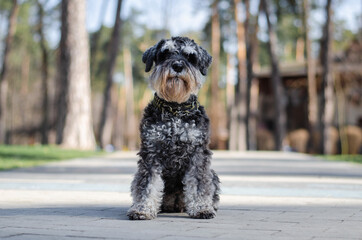 Cute black miniature schnauzer dog with silver color in spring park or forest