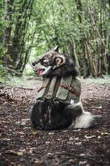 Portrait of a young Finnish Lapphund dog in forest