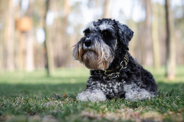 Cute black miniature schnauzer dog with silver color in spring park or forest