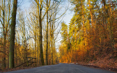 Obraz premium Weg durch den Herbstwald