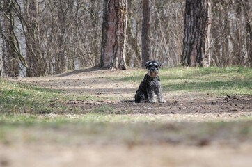 Obraz na płótnie Canvas Cute black miniature schnauzer dog with silver color in spring park or forest