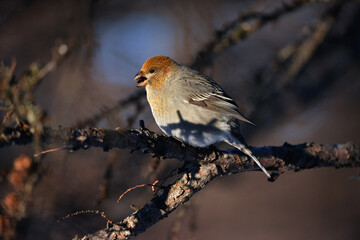 robin on branch