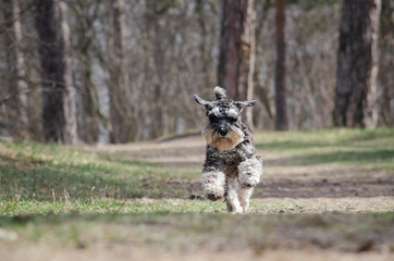 Cute black miniature schnauzer dog with silver color is running in spring park or forest