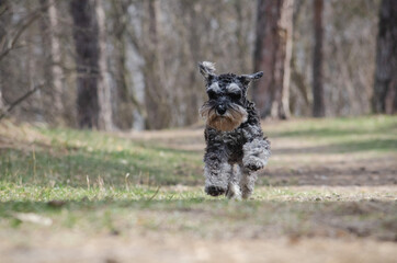 Cute black miniature schnauzer dog with silver color is running in spring park or forest