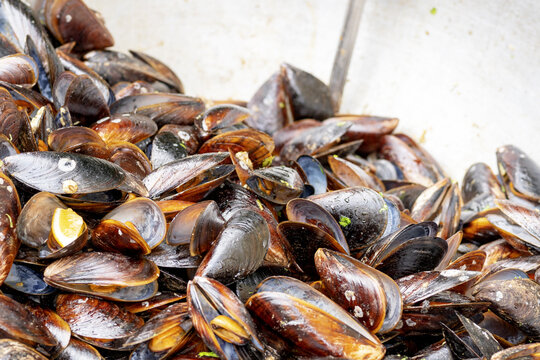 Mussels, clams,  rapans