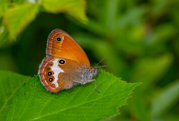 Obraz premium red butterfly standing balanced on green leaf, Coenonympha arcania