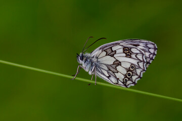 big butterfly with black and white colors,Melanargia galathea