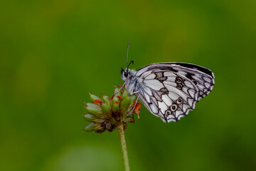 big butterfly with black and white colors,Melanargia galathea