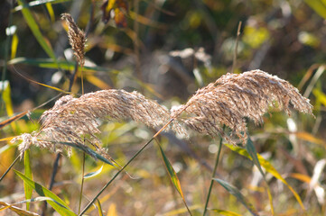 Common reed seeds with sun light behind closeup and selective focus on foreground