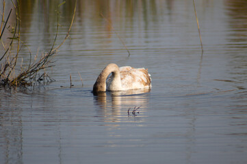 Swan with head under water closeup view on rippled lake with selective focus on foreground