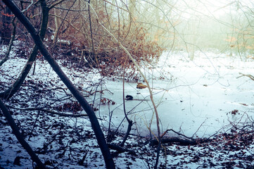 Frozen swamp in winter, Kolobrzeg Podczele, Poland