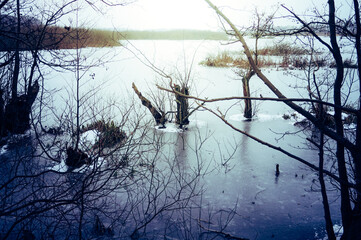 Frozen swamp in winter, Kolobrzeg Podczele, Poland