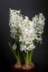 Blooming hyacinth in a pot. Bulbs and white flowers are visible. On a black background.