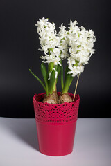Blooming hyacinth in a pot. Bulbs and white flowers are visible. On a black background.